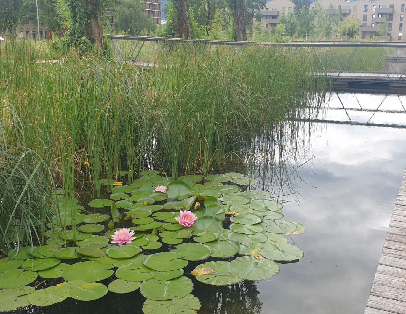 Urbanes Wohnen im Reininghaus Park