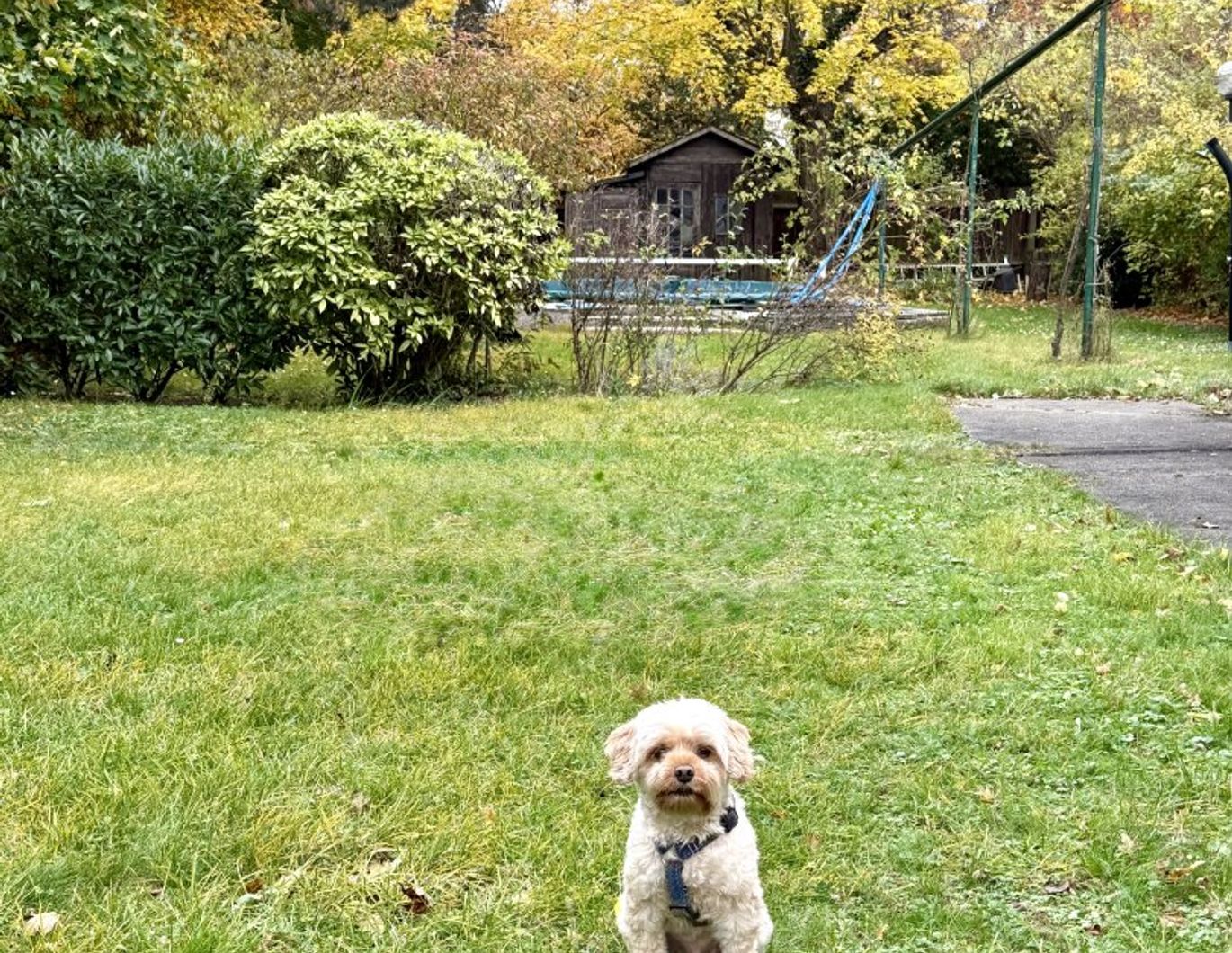 Nähe Klinik Hietzing - seltenes Altbaujuwel - Ausbaupotenzial - absolute Grünruhelage