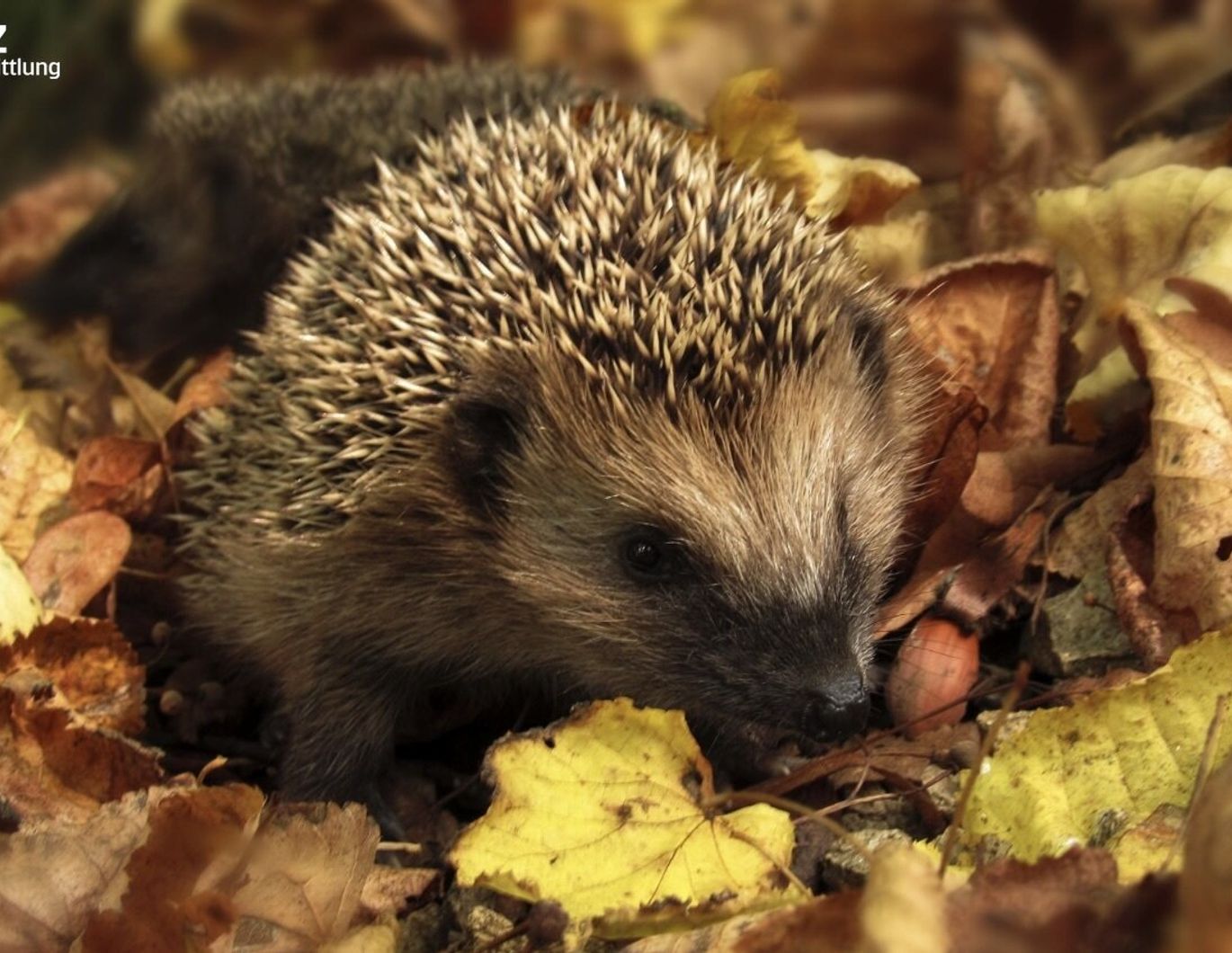 Gartenmomente genießen