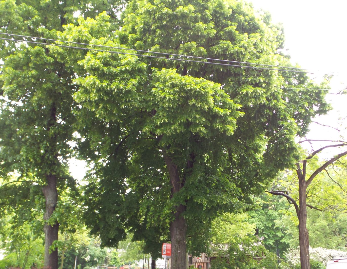 Ruhige Wohnung am Suchenwirtpark Nähe Antonsplatz