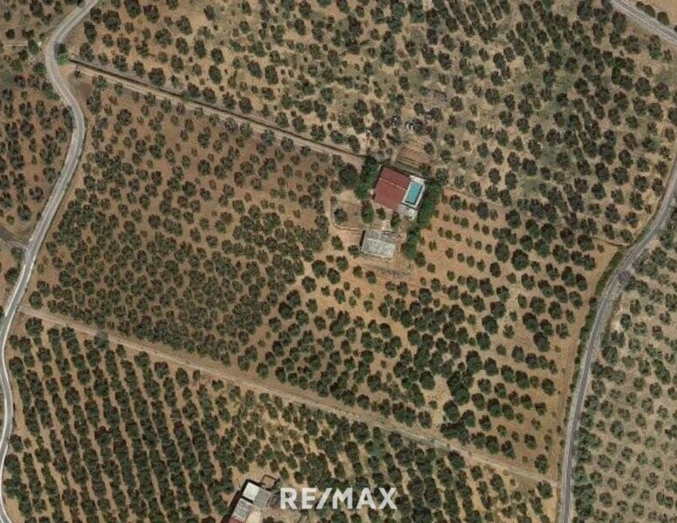 Olivenplantage in Süditalien, Carpino