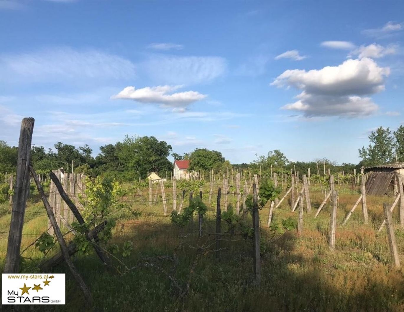 Träume eines Winzers • Weingut in Ungarn mit Einfamilienhaus
