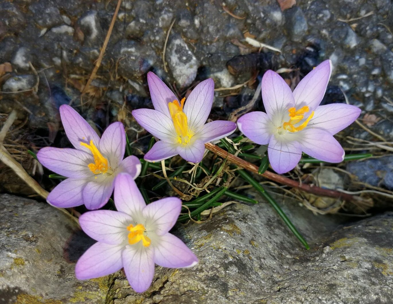 Mariazell - Türkengrabenweg 1