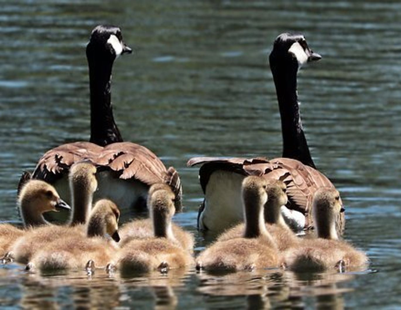 3 Monate Hauptmietzinsfrei!!** Günstige 4-Zimmer Wohnung in Lavamünd