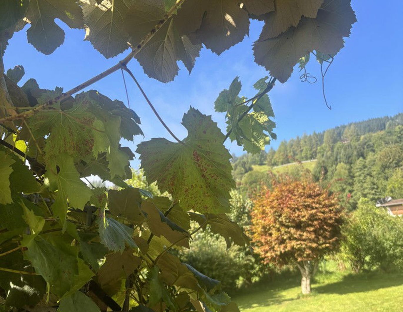 Hochwertige Gartenwohnung