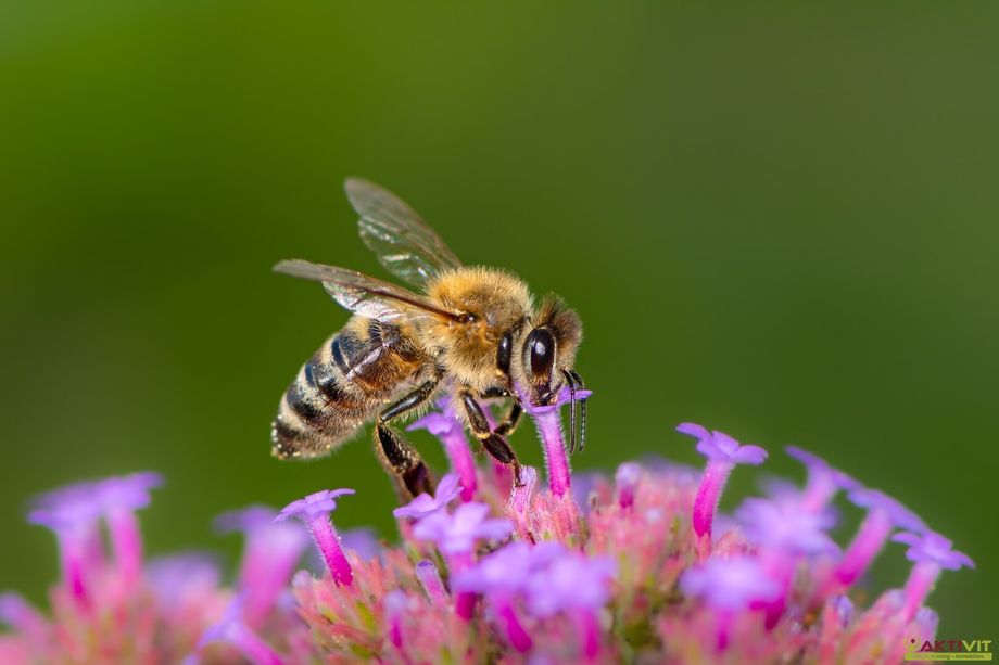 Kleingarten zur Pacht. - Neue Gartenanlage in Planung: Jetzt vormerken lassen!
