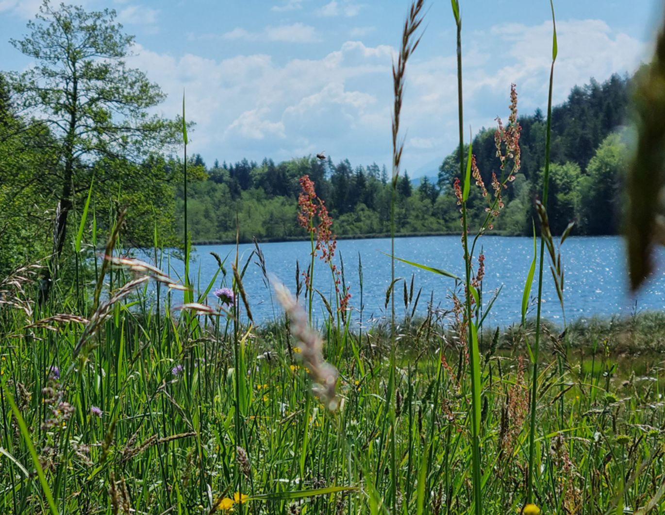 Bungalow in absoluter Seenähe - Saissersee